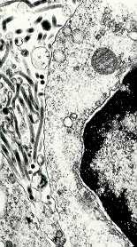 VIRUS DENTRO DE LA CELULA