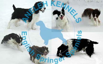 Aneleh English Springer Spaniels
