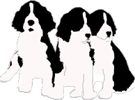 Springer Puppies