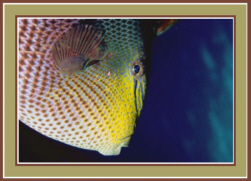 Fish Search