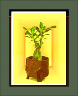 interiorscape