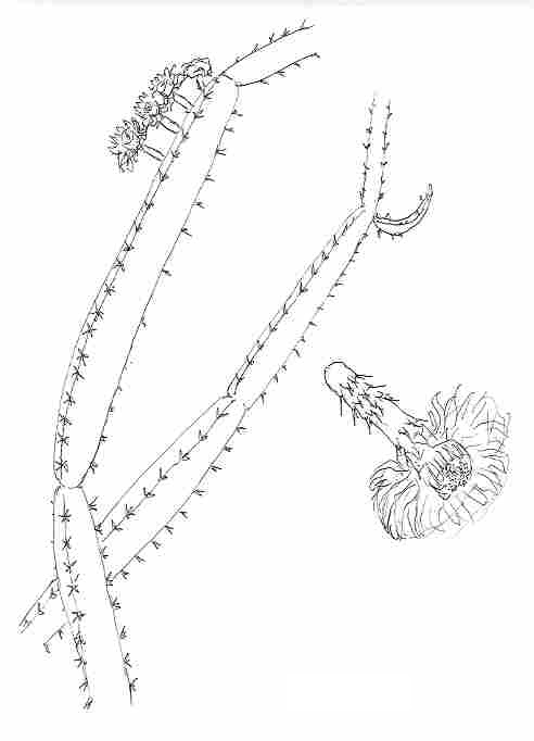 acanthocereus.JPG