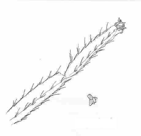 acanthorhipsalis.JPG
