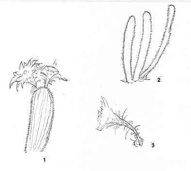 arthrocereus.JPG