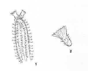 austrocactus.JPG