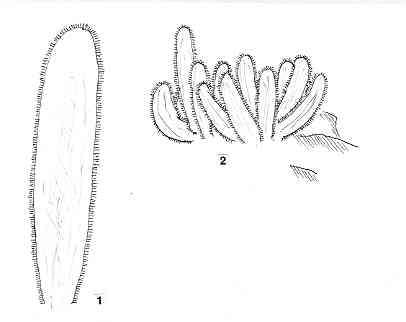 brachycereus.JPG