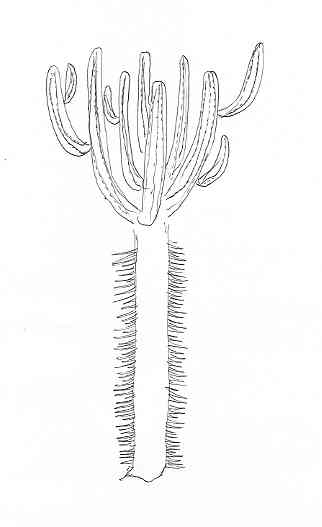 browningia.JPG