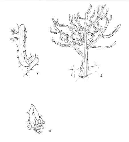 calymmanthium.JPG