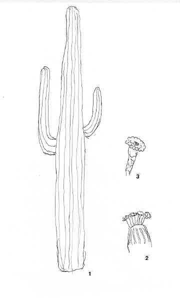 carnegiea.JPG