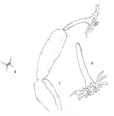 dendrocereus.JPG