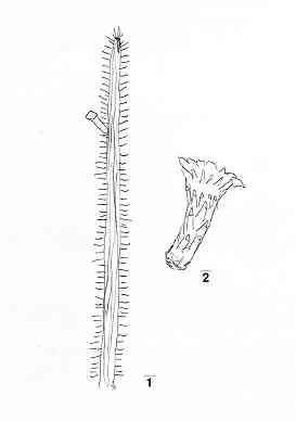 leocereus.JPG