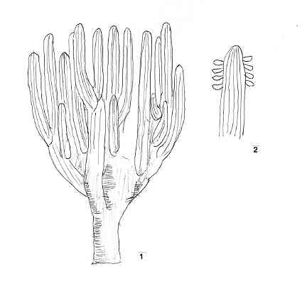 pachycereus.JPG
