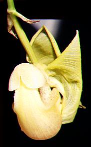 CORbic01.JPG