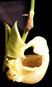 corbic02.jpg