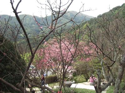 fwr1.JPG (37784 bytes)