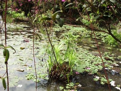 fwr12.JPG (45244 bytes)