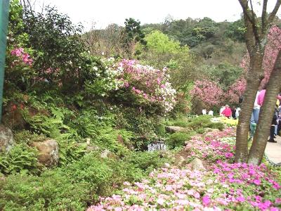 fwr2.JPG (43556 bytes)