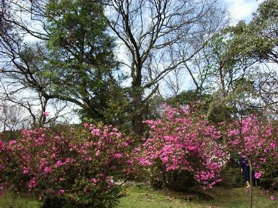 fwr5.JPG (48469 bytes)