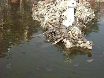 turtle.JPG (24153 bytes)