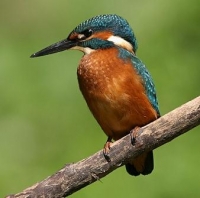 kingfisher