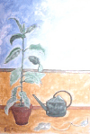 terrazzo.gif (58545 bytes)