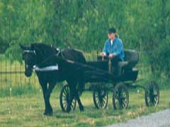 Heather driving Cricket