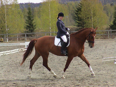 This horse is originally called Kiahan Redhead