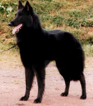 This dog is originally called
Foryd Jai