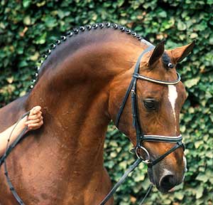 The horse in this picture
is originally called
Argentinus