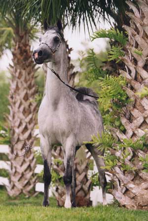 The horse in this picture
is originally called
Ali Saroukh