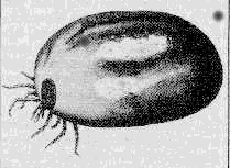 Zecke