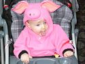 Click here to see the picture (piggie1.jpg)