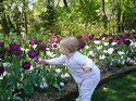 Click here to see the picture (arbo.jpg)