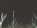 photo729t.JPG