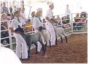 Lambs In line