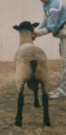 Yearling Ram