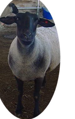 One of the ewes