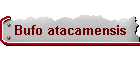 Bufo atacamensis