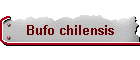 Bufo chilensis