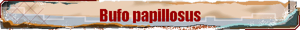 Bufo papillosus