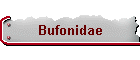 Bufonidae