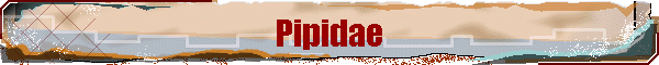 Pipidae