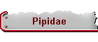 Pipidae