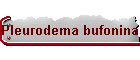Pleurodema bufonina