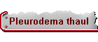 Pleurodema thaul