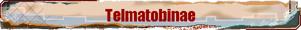 Telmatobinae