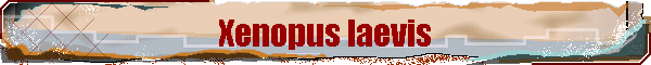 Xenopus laevis