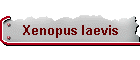 Xenopus laevis