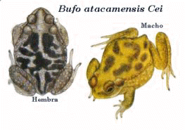 Bufo atacamensis.jpg (11256 bytes)