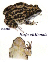Bufo chilensis.gif (31173 bytes)